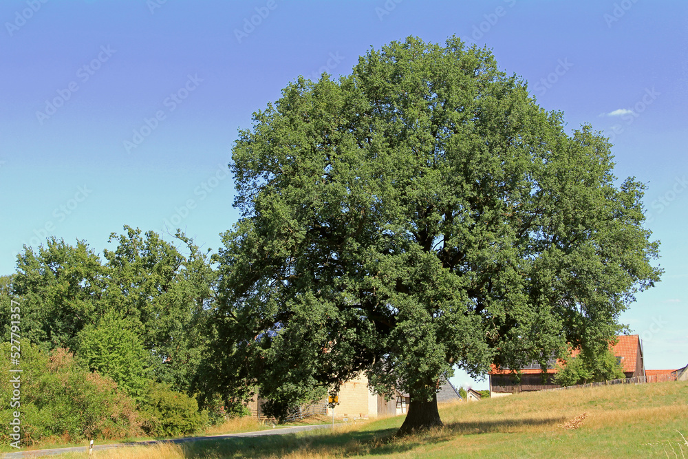 Fototapeta premium Eiche