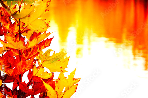 Autumn maple leaves branch and reflection of autumnal forest trees in lake water. Vibrant seasonal background. Selective focus