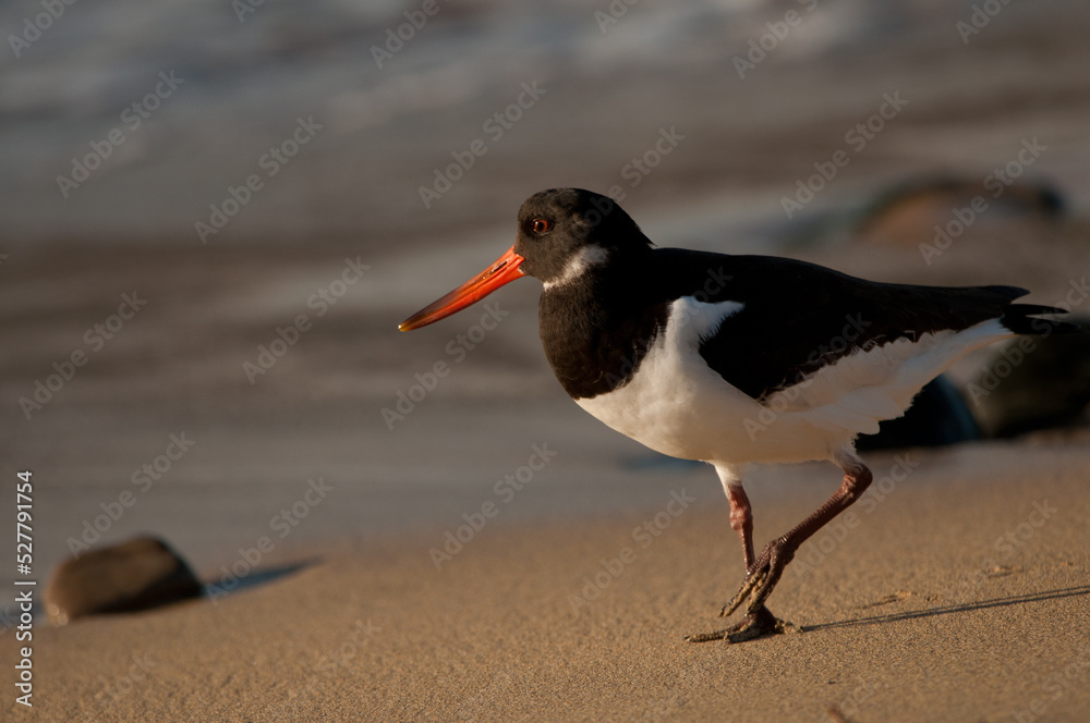 Eurasian oystercatcher Haematopus ostralegus. Maspalomas. San Bartolome de Tirajana. Gran Canaria. Canary Islands. Spain. Eurasian oystercatcher Haematopus ostralegus. Maspalomas. San Bartolome de Tirajana. Gran Canaria. Canary Islands. Spain.