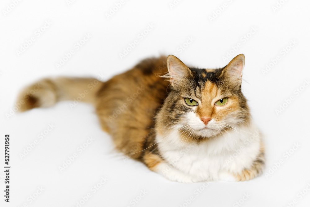 Tri-color long fur Calico cat is lying, looking at the camera on light gray background.