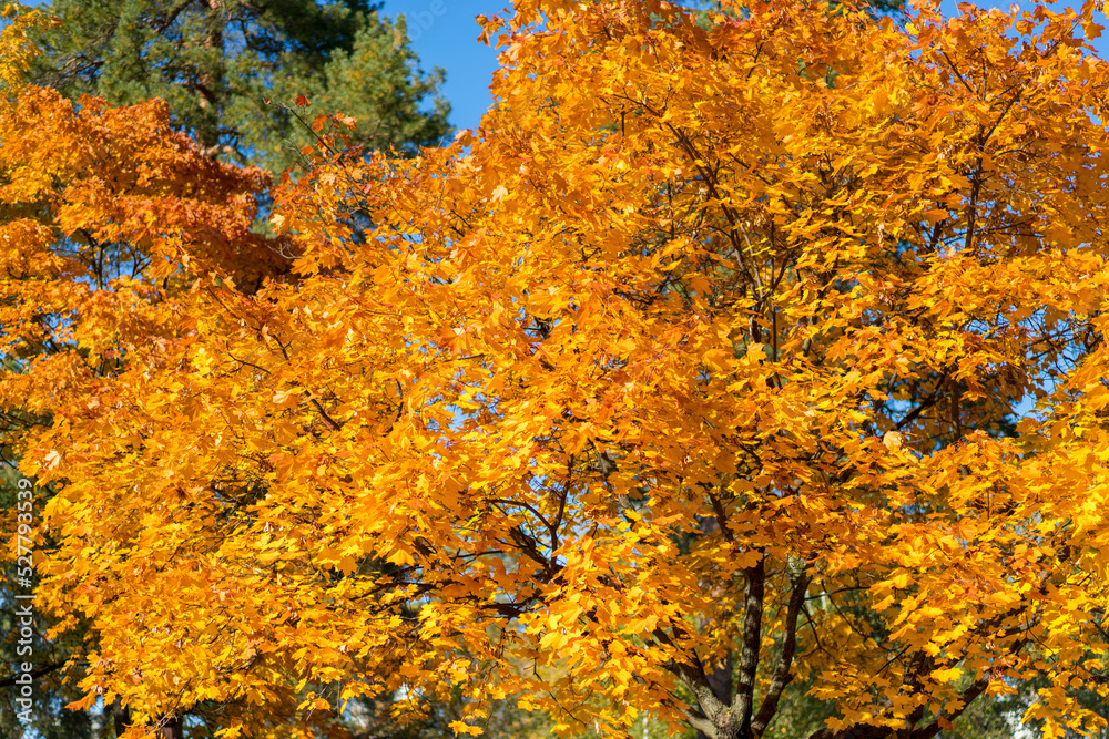 Collection of Beautiful Colorful Autumn Leaves, green, yellow, orange, red. Autumn yellow leaves background in sunny day Seamless tree bark background. Brown tileable texture of the old tree. toned Collection of Beautiful Colorful Autumn Leaves, green, yellow, orange, red. Autumn yellow leaves background in sunny day Seamless tree bark background. Brown tileable texture of the old tree. toned