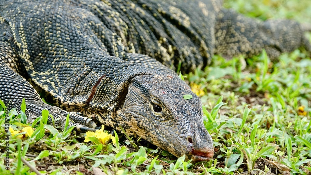 Obraz premium Waran, thailändische Großechse