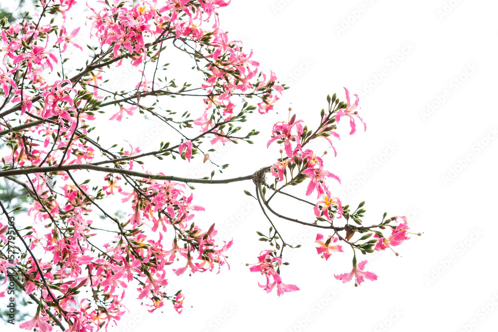 Fototapeta premium pink silk floss tree flower isolated on white background