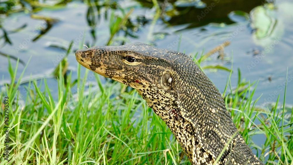 Naklejka premium Waran, thailändische Großechse