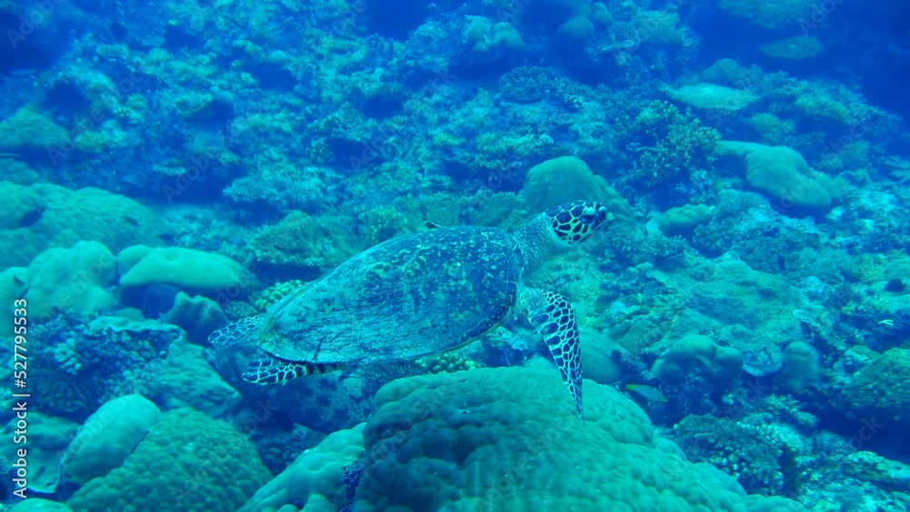 Diving on the reefs of Palau which is a‘bucket list’ diving destination. Some of the must-visit dive sites in Palau are the Blue Corner and the German Channel. Diving on the reefs of Palau which is a‘bucket list’ diving destination. Some of the must-visit dive sites in Palau are the Blue Corner and the German Channel.