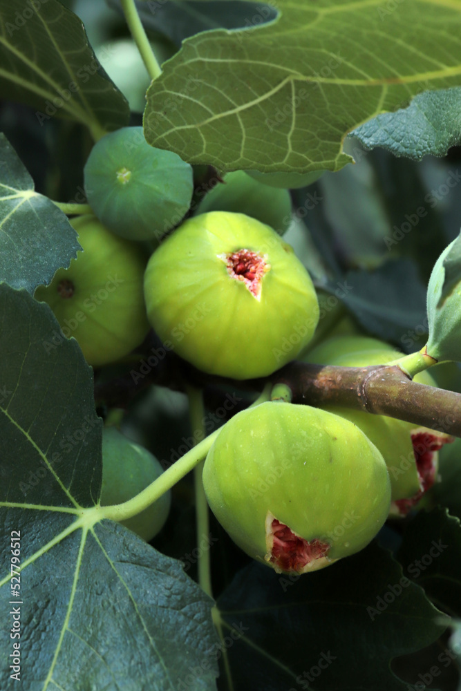 Ripe figs fruit on branches, close up