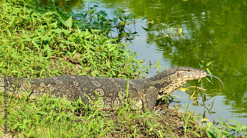 Waran, thailändische Großechse Waran, thailändische Großechse