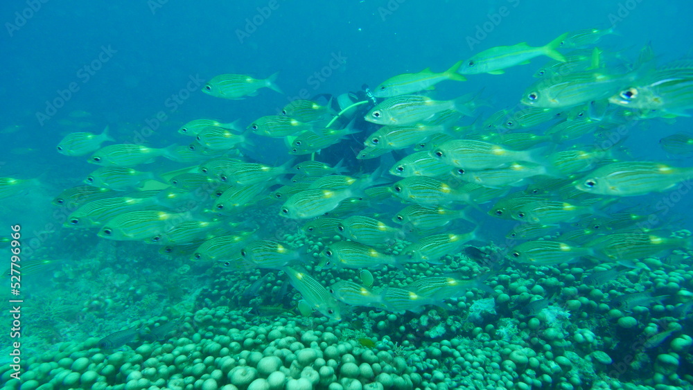 Diving on the reefs of Palau which is a‘bucket list’ diving destination. Some of the must-visit dive sites in Palau are the Blue Corner and the German Channel．