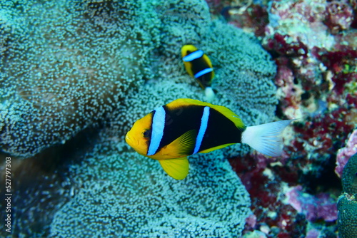 Diving on the reefs of Palau which is a‘bucket list’ diving destination. Some of the must-visit dive sites in Palau are the Blue Corner and the German Channel．