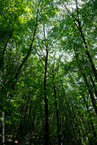 Walking sports path in beech and oak trees. Belgrad forest. Istanbul. Turkey.Trekking path in the forest. Walking pathway. Healthy lifestyle. Running in the forest. 