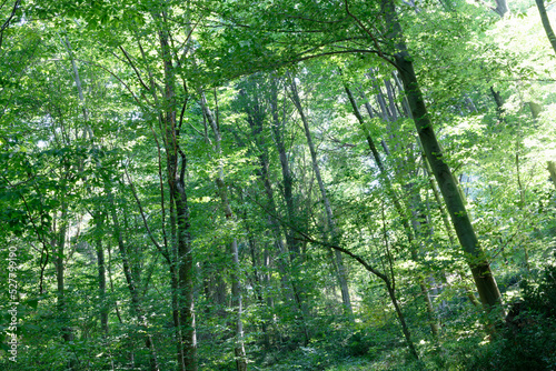 Walking sports path in beech and oak trees. Belgrad forest. Istanbul. Turkey.Trekking path in the forest. Walking pathway. Healthy lifestyle. Running in the forest.
 photo