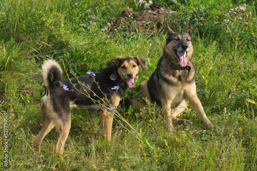 A Lithuanian dog puppy plays with an elderly German Shepherd on the field in summer