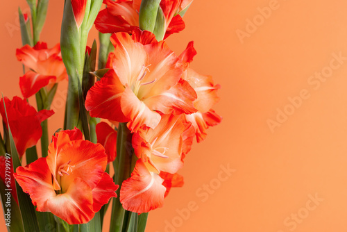 Orange gradient gladiolus flowers isolated on orange background with some blank space for your design. Holiday greeting card.