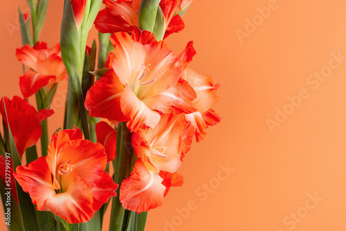 Vászonkép Orange gradient gladiolus flowers isolated on orange background with some blank space for your design