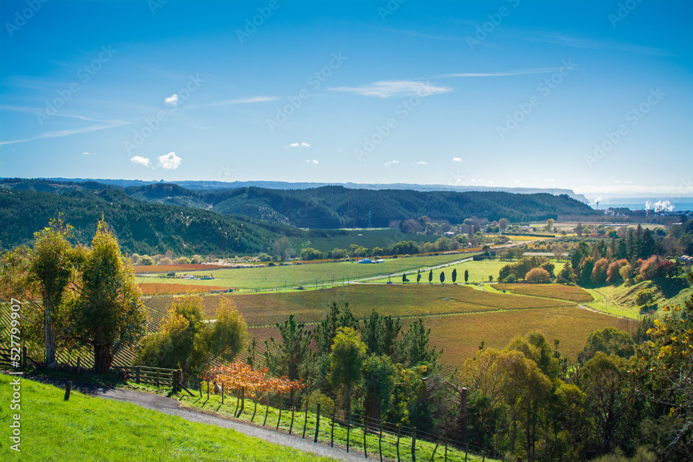 Autumn landscape with golden vineyards in the valley glowing in sunlight, colourful trees on the slopes, and distant sea. Beautiful autumn day in Hawkes Bay, New Zealand