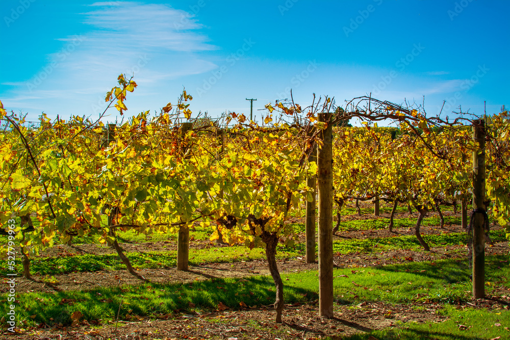 Golden grapevines glowing in the afternoon sun stand out against a background of clear blue sky. Hawkes Bay, New Zealand