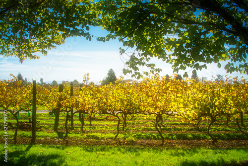 Lines of grapevines glowing in the afternoon sun. Beautiful autumn day at Hawkes Bay, New Zealand