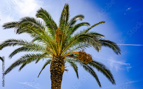 Dattel Palmen sonnigen Tag in kroatien
