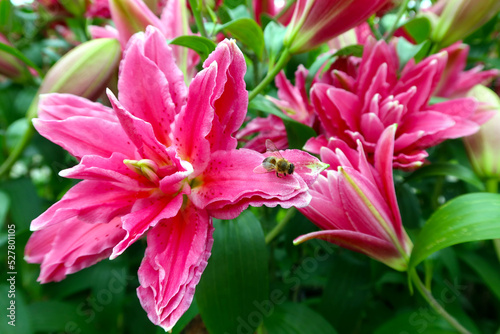 Tableau sur toile Lilium flowering plant with large prominent pink flowers