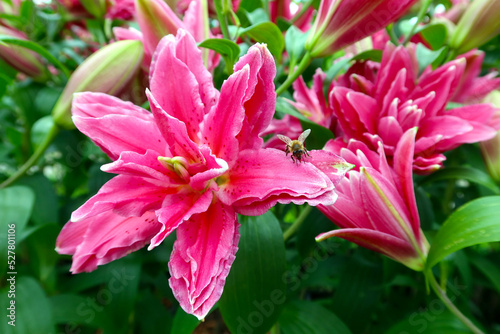 Lilium flowering plant with large prominent pink flowers. Bee sitting on the flower