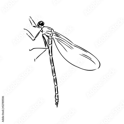 dragonfly black and white sketch with delicate wings vector illustration black and white sketch