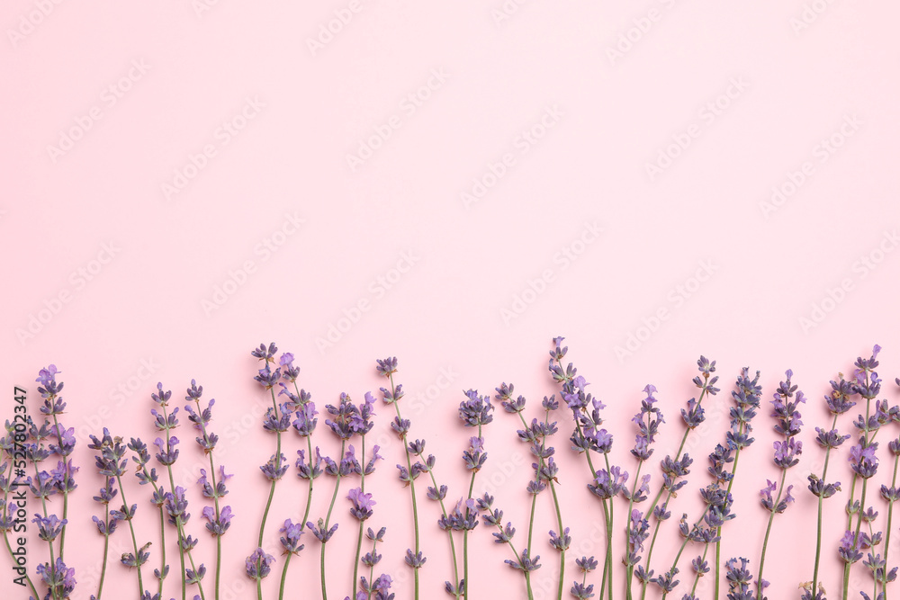 Beautiful lavender flowers on pink background, flat lay. Space for text Beautiful lavender flowers on pink background, flat lay. Space for text