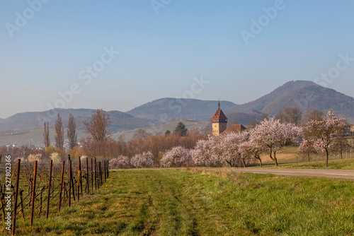 Blühende Mandelbäume (Prunus dulcis) photo