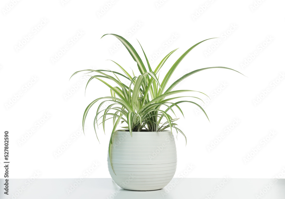 Fototapeta premium Beautiful Chlorophytum plant in pot isolated on white. House decor