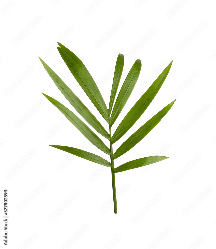 Beautiful green coconut leaf isolated on white