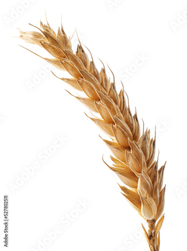 Dry ear of wheat isolated on white