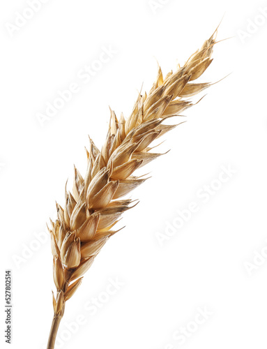 Dry ear of wheat isolated on white