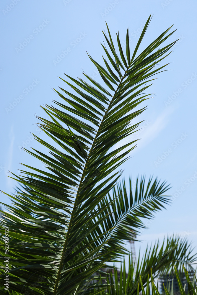 Fototapeta premium Beautiful green tropical leaves against blue sky