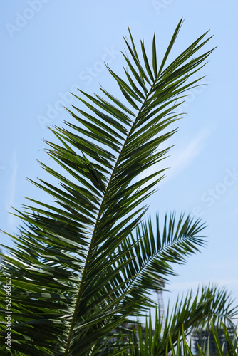 Beautiful green tropical leaves against blue sky