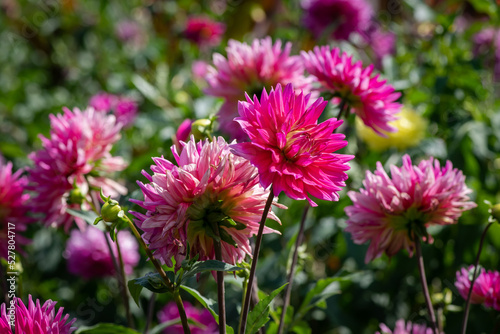 Nice autumn purple blue flowers aster close up at day light  gardening and nature