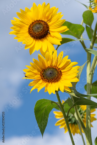 Nice color sunflowers on blue sky with clouds background at sunny day  nature and gardening
