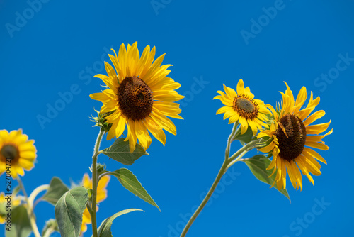 Nice color sunflowers on blue sky with clouds background at sunny day  nature and gardening