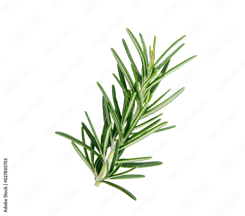 Rosemary isolated on transparent png