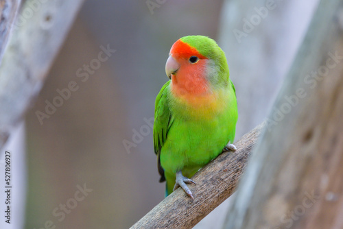 A fisheri's lovebird (Agapornis roseicollis) a cute colorful small parrot photo