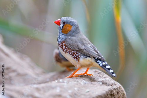 Zebra Finch (taeniopygia castanotis) - A small colorful bird