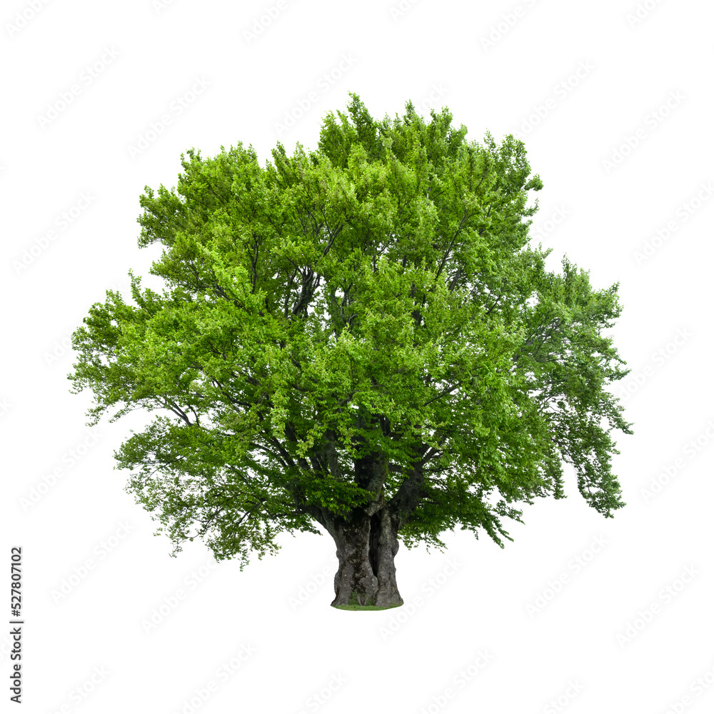 Green tree isolated on white background. Large old beech tree with lush green leaves - obrazy, fototapety, plakaty 