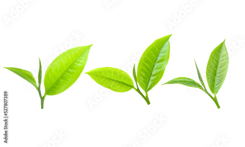 Tea Leaves isolated on transparent png