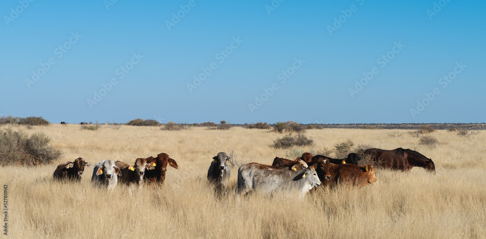 Cows in a field of long grass in a winter scene
