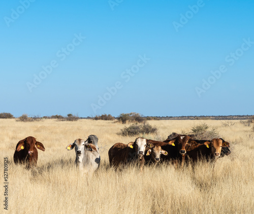 Herd of cattle standing in long, dry grass © Matthew