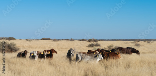 Cows in a field of long grass in a winter scene © Matthew