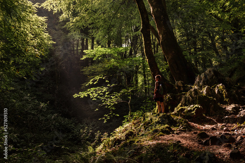 Forest landscape of glades and trees in sunny day photo