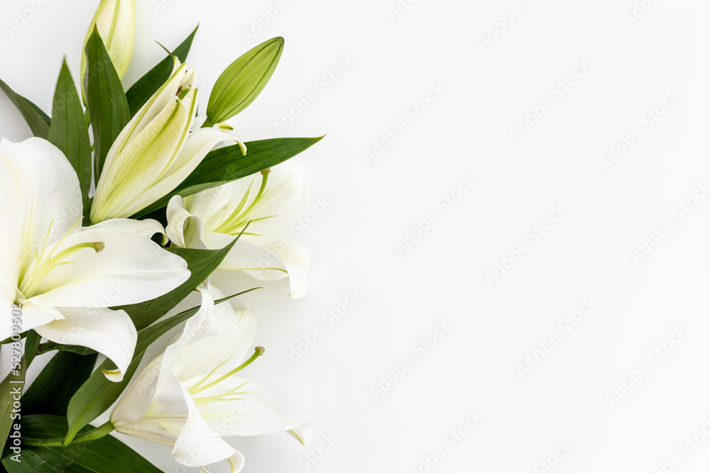 Obraz premium White liles flowers with leaves. Floral background