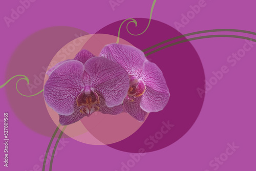 pink orchid flower