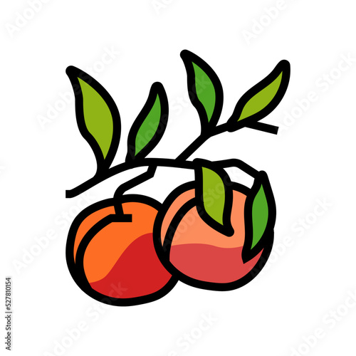 plant branch nectarine color icon vector. plant branch nectarine sign. isolated symbol illustration