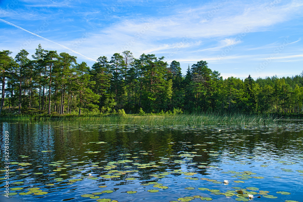 Fototapeta premium on a lake in Sweden in Smalland. Water lily field, blue water, sunny sky, forests