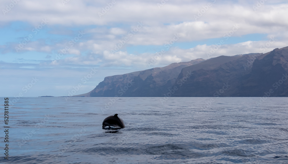 Obraz premium Scenic view on jumping bottlenose dolphins sticking out of water near cliff Los Gigantes, Santiago del Teide, west coast Tenerife, Canary Islands, Spain, Europe. Mammals swimming in Atlantic Ocean